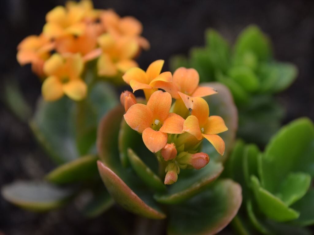 succulent-g7cfed7ede_1920_R